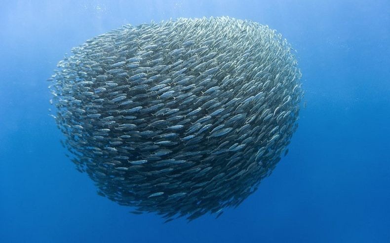 shark-and-mackerel-72