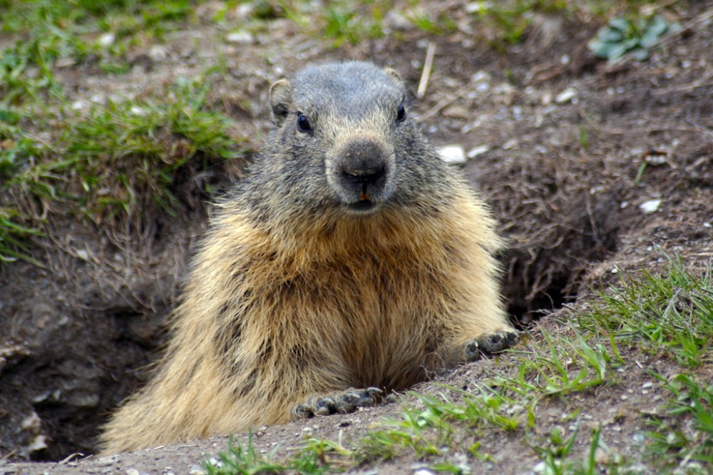 Marmotte