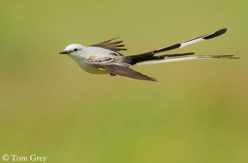 tyran-longue-queue-vol-tg