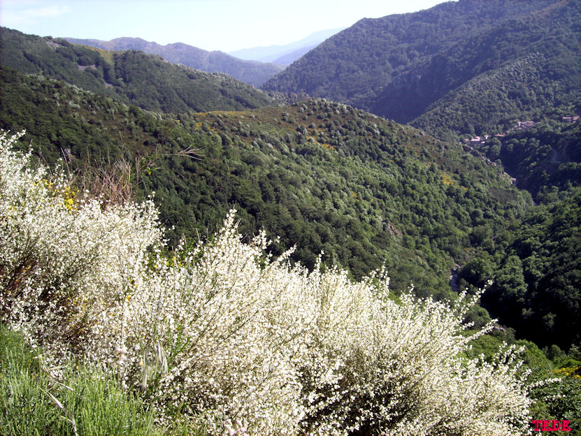 My beautiful picture