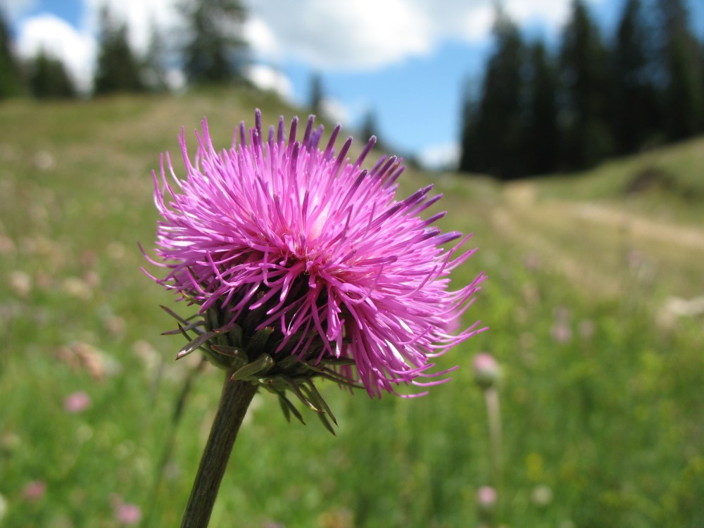 chardon fleuri