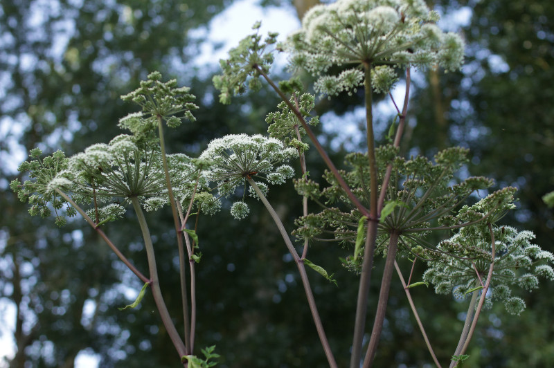 angélique sauvage fleur
